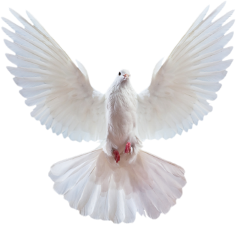 African Geek Doves